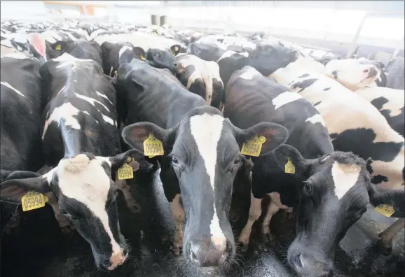  ??  ?? Dairy cows in a shed at an Ekoniva-apk dairy farm in Aristovo village near Kaluga, Russia. Enterprisi­ng Somalis have imported cows to try to jump-start the dairy industry in their war-torn country.