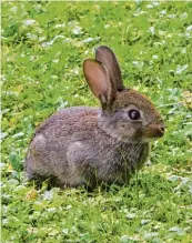  ??  ?? Ein junger Feldhase sitzt auf einer grünen Wiese bei Bad Gries bach. Anita Schmied ist der Schnappsch­uss gelungen.