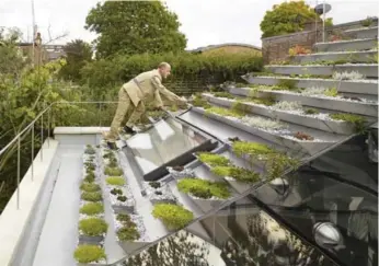  ?? KILIAN O’SULLIVAN PHOTOS ?? Owner Patrick (Paddy) Whitaker tends to the succulent and heather garden on the roof of his home.