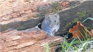  ??  ?? “This tiny bank vole was careful about showing too much of himself,” says Eric Niven, “but eventually he got hold of a peanut. I suppose you can’t be too careful when you look like a wee sausage!”