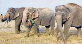  ?? HT PHOTO ?? (above, L to R) Mia, Rhea and Sita at the Elephant Conservati­on and Care Centre in Mathura. (below) Sita’s injured foot being treated at the centre.