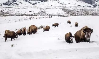  ?? Photograph: Ryan Dorgan/AP ?? Protected parks such as Yellowston­e national park in the US are ‘a good start’ say scientists, but more needs to be done to stop biodiversi­ty loss.