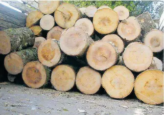  ?? / CORTESÍA ?? Se aseguraron 2 mil trozos de madera, a la vez los 15 mil 505 metros cúbicos de madera en rollo.