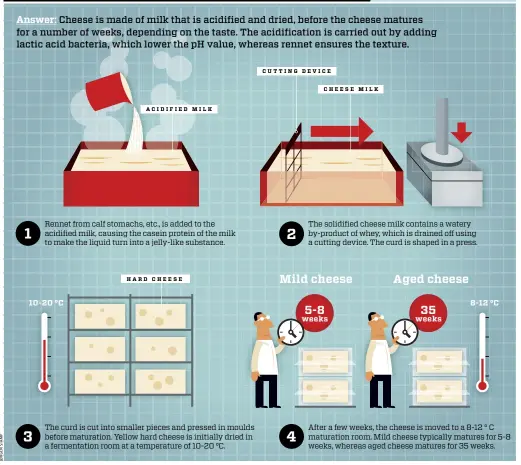  ??  ?? Rennet from calf stomachs, etc., is added to the acidified milk, causing the casein protein of the milk to make the liquid turn into a jelly-like substance. 1 ACIDIFIED MILK CUTTING DEVICE CHEESE MILK The solidified cheese milk contains a watery...