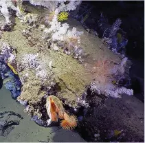  ??  ?? LEFT
Corals and other marine life sit 700m below the surface on a seamount off the southern coast of Fernandina Island in the Galapagos