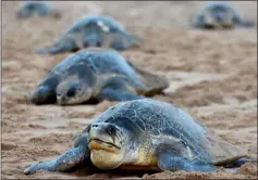  ??  ?? Olive Ridley sea turtles return to the sea after laying eggs on Rushikulya Beach.