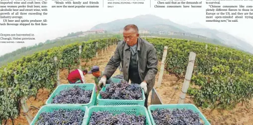  ?? YANG SHIYAO / XINHUA ?? Grapes are harvested in Changli, Hebei province.
