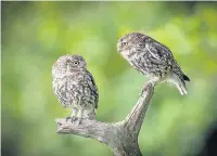  ??  ?? Little Owls by Conor Molloy