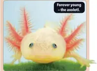  ?? ?? Forever young – the axolotl.