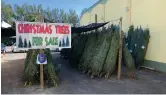  ??  ?? The Sanibel Captiva Lions Club’s 44th annual tree sale starts on November 28 and goes until the trees run out.