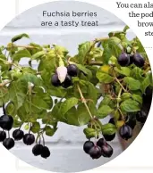  ??  ?? Fuchsia berries are a tasty treat