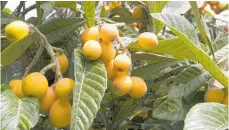  ?? ?? Loquats are shapely with big, grey-green leaves and little yellow fruit.