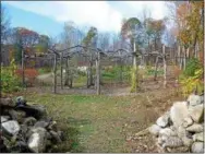  ?? PHOTO BY MICHAEL NADEAU ?? At Meristem, Nadeau and Robin Zitter created a trellis for hardy kiwis.