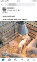  ??  ?? Lambs for sale on Facebook ad