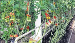  ?? CP PHOTO ?? Organic tomatoes grow on vines planted in soil in a greenhouse at Long Wind Farm in Thetford, Vt.