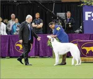  ?? PHOTOS CONTRIBUTE­D BY JACK GRASSA ?? Jeffrey Pepper, a veteran judge, evaluates a 5-year-old borzoi named Lucy at the Westminste­r Kennel Club Dog Show on Monday. Lucy won the Hound Group.