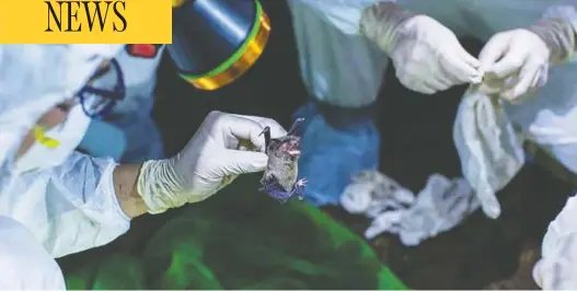  ?? ECOHEALTH ALLIANCE PHOTOS ?? A captured mouse-eared bat being handled for sample collection in a cave in Guangdong Province, China.