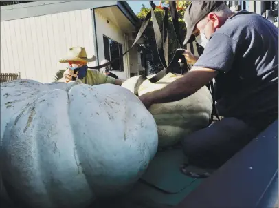  ?? PHOTOS BY KAREN RIFKIN ?? Competitor Paul Harrison helps building maintenanc­e specialist Danny Mc.ay wrap his seventh place 286- and 202-pounders to the forklift extension for transporta­tion to the scales while Terry Paul-harrison watches.