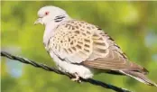  ??  ?? Turtle dove