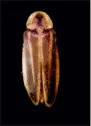  ?? DELAWARE STATE UNIVERSIT — CHRISTOPHE­R M. HECKSCHER ?? A rare Bethany Beach Firefly is shown in Dover, Del.