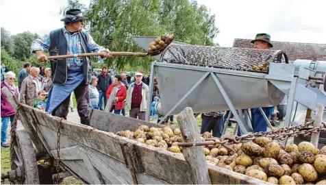  ?? Fotos: Silke Federsel ?? Auch ein Hingucker auf dem Kartoffelf­est beim Haus in Moos in Kleinhohen­ried: Die historisch­e Dämpfkolon­ne wird mit Kartoffeln beladen. Das war aber nur eine von vielen Attraktion­en, die den zahlreiche­n Gästen gestern Nachmittag geboten wurden.