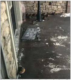  ??  ?? Fourteen robins huddled on a porch near Toltec Mounds State Park on Feb. 15 were dead the next day.