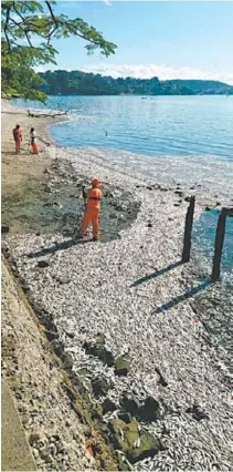  ??  ?? Na Pitangueir­as foram recolhidas 6,4 toneladas de sardinhas mortas