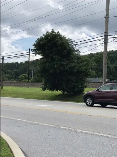  ?? GINGER RAE DUNBAR — MEDIANEWS GROUP ?? The tree is near the Thorndale train station train tracks and the eastbound lane of traffic on Lincoln Highway ( Business Route 30) in the Thorndale section of Caln Township.