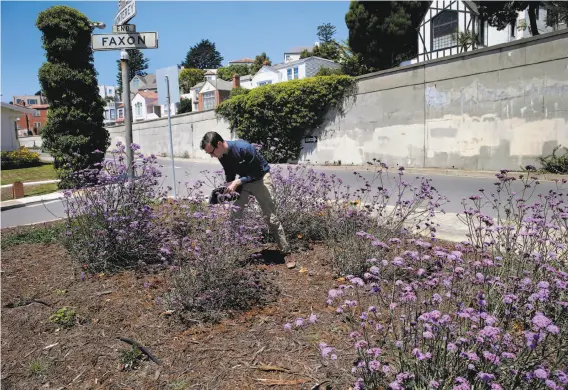  ?? Brant Ward / The Chronicle ?? Nicholas Crawford, master arborist with Davey Tree Expert Co., checks a drip watering system in S.F. that he recommends for mature trees.