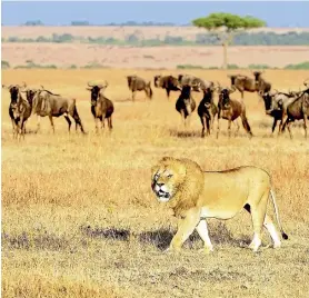  ??  ?? If Maasai Mara tops your bucket list don’t just list it – plan, draft an itinerary and research flight routes.