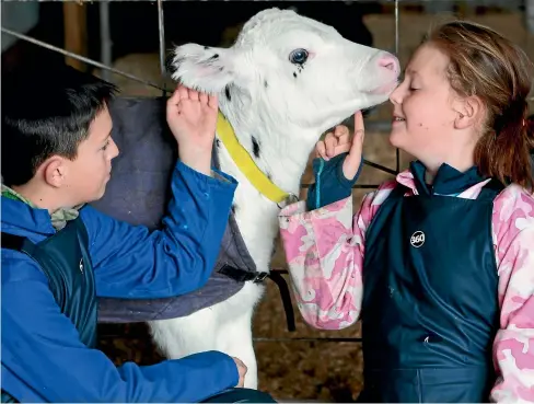  ?? KELLY HODEL/STUFF ?? The Scherer family children – Charlie, 11, and Gabrielle, 9 – are looking forward to rearing a calf to be judged on their farmer calf club/pet day.