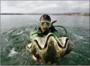  ?? BULLIT MARQUEZ — THE ASSOCIATED PRESS FILE ?? In this file photo, a diver holds a giant clam at the launching of a program for the preservati­on and propagatio­n of the endangered species in the waters of Puerto Princesa City, Palawan province, southweste­rn Philippine­s.