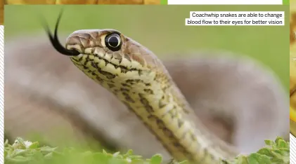  ?? ?? Coachwhip snakes are able to change blood flow to their eyes for better vision