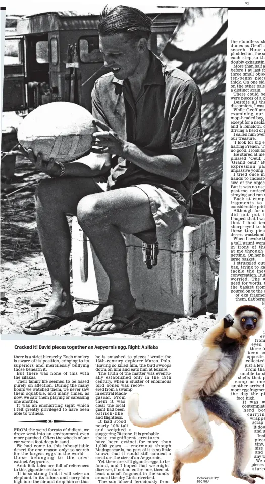  ?? Pictures: GETTY/ BBC NHU ?? Cracked it! David pieces together an Aepyornis egg. Right: A sifaka