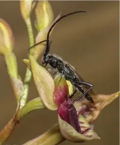  ?? CALLAN COHEN ?? THIS African orchid, “Disa forficaria”, mimics a female beetle so convincing­ly that the male beetle mates with the flower, thus pollinatin­g it. |