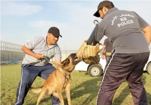  ??  ?? Ajman police’s K9 unit has internatio­nally approved species brought from european countries.