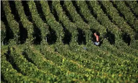  ?? Photograph: François Nascimbeni/AFP/Getty Images ?? A harvester collects grapes for champagne in a vineyard in Ludes, central France, last week.