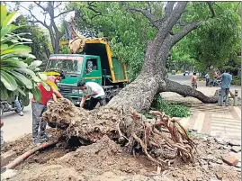  ?? SOURCED ?? 1395 trees, some of which were planted between 1920 and 1935, when New Delhi was being built, died or uprooted between 2015 and July 20 this year.