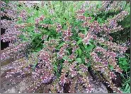  ??  ?? With bloom stalks fanning out in May, this culinary sage attracts pollinator­s.