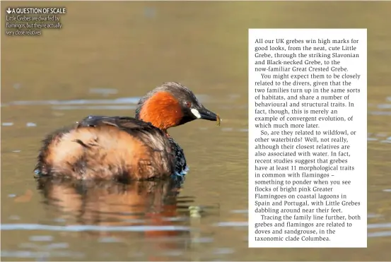  ??  ?? A QUESTION OF SCALE Little Grebes are dwarfed by flamingos, but they’re actually very close relatives