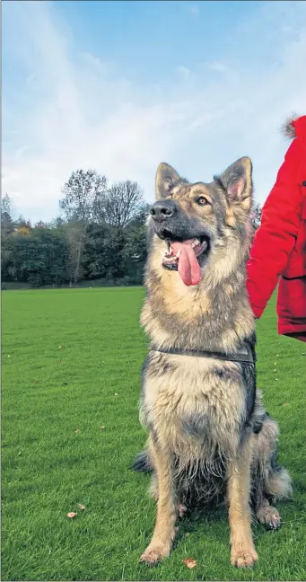  ??  ?? Six-year-old Jacob with pet German Shepherd Noble who alerts family members whenever Jacob’s blood sugar levels drop too low whenever Jacob’s blood sugar levels drop too low