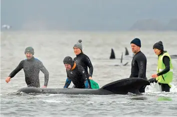  ?? — AFP ?? Rescuers work to save a pod of whales stranded on a sandbar in Macquarie Harbour on the rugged west coast of Tasmania on Wednesday. Up to 290 whales have died and a challengin­g operation is underway to rescue more still stranded in a remote bay in southern Australia. Scientists said two large pods of long- finned pilot whales became stuck on sandbars in Macquarie Harbour on Tasmania’s sparsely populated west coast.