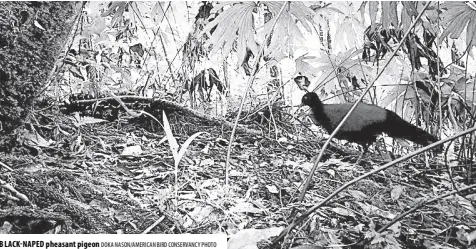  ?? DOKA NASON/AMERICAN BIRD CONSERVANC­Y PHOTO ?? BLACK-NAPED pheasant pigeon