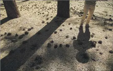  ?? Myung J. Chun Los Angeles Times ?? CHAD HANSON, a research ecologist with the John Muir Project, points out dry pine needles and twigs in Fawnskin. “This is what drives wildfires. Not that,” he added, nodding toward a 200-year-old Jeffrey pine.