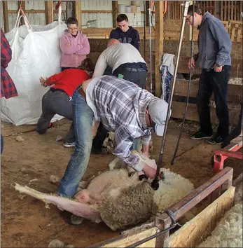  ?? Photos contribute­d ?? J&amp;M Farms in Lethbridge County (on Township Road 80 east of Highway 4) will be the site of a sheep shearing course.