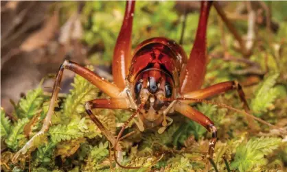  ??  ?? Hemiandrus jacinda is notable for being Labour-party red and ‘long-limbed’. Photograph: Danilo Hegg