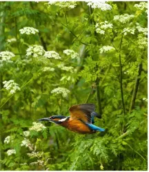  ??  ?? Kingfisher by Richard Jones Camera: Nikon D610 Lens: 200-500mm Shutter Speed: 1/3,200 Aperture: f/5.6 ISO: 5,000