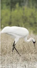  ?? K. NIGGE/WBNP COLLECTION ?? The whooping crane population in Wood Buffalo National Park is expected to climb after researcher­s found a record 98 nests in the park during their annual survey.