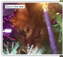  ?? ?? Ziva in the tree.