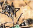  ?? FOTO: ERIK T. FRANK/UNI WÜRZBURG/DPA ?? Eine Matabele-Ameise versorgt die Wunde einer Artgenossi­n, der im Kampf ein Bein abgebissen wurde.